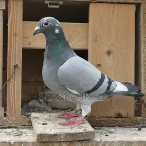 A Good Quality Pair of Racer Pigeons