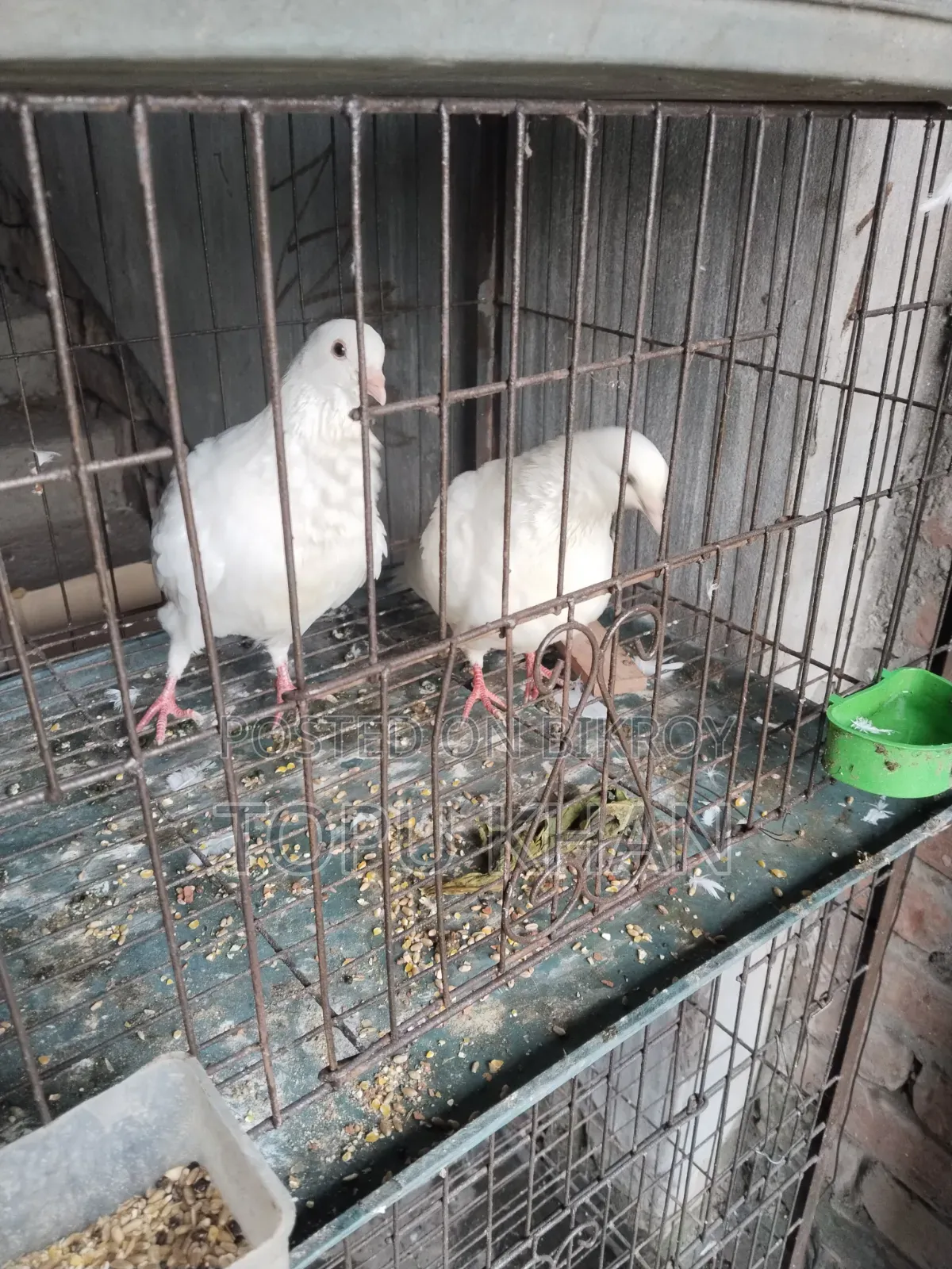 Masha'Allah Pigeon