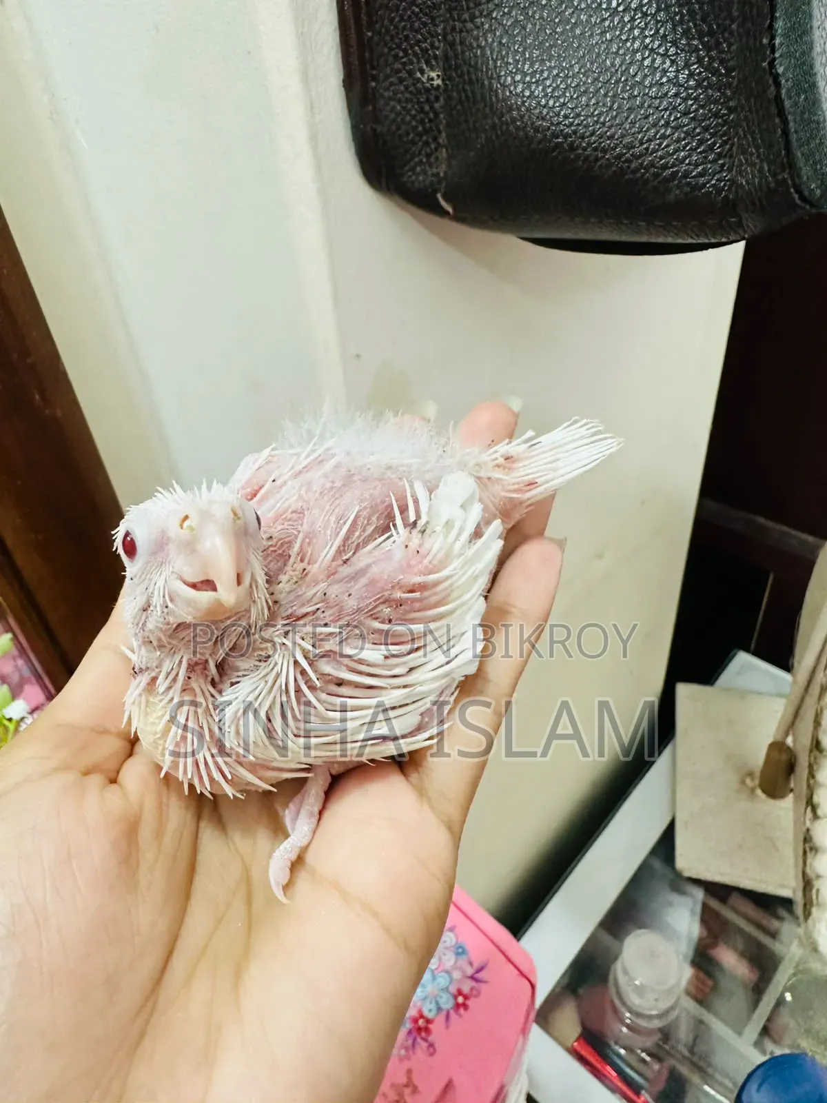 এলবিন ককাটেল