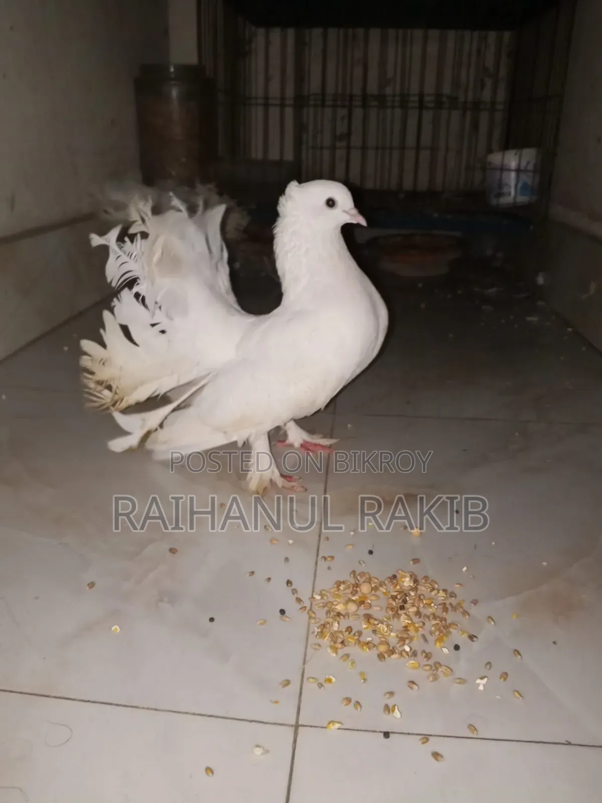 Lakhha Pigeons for Sale