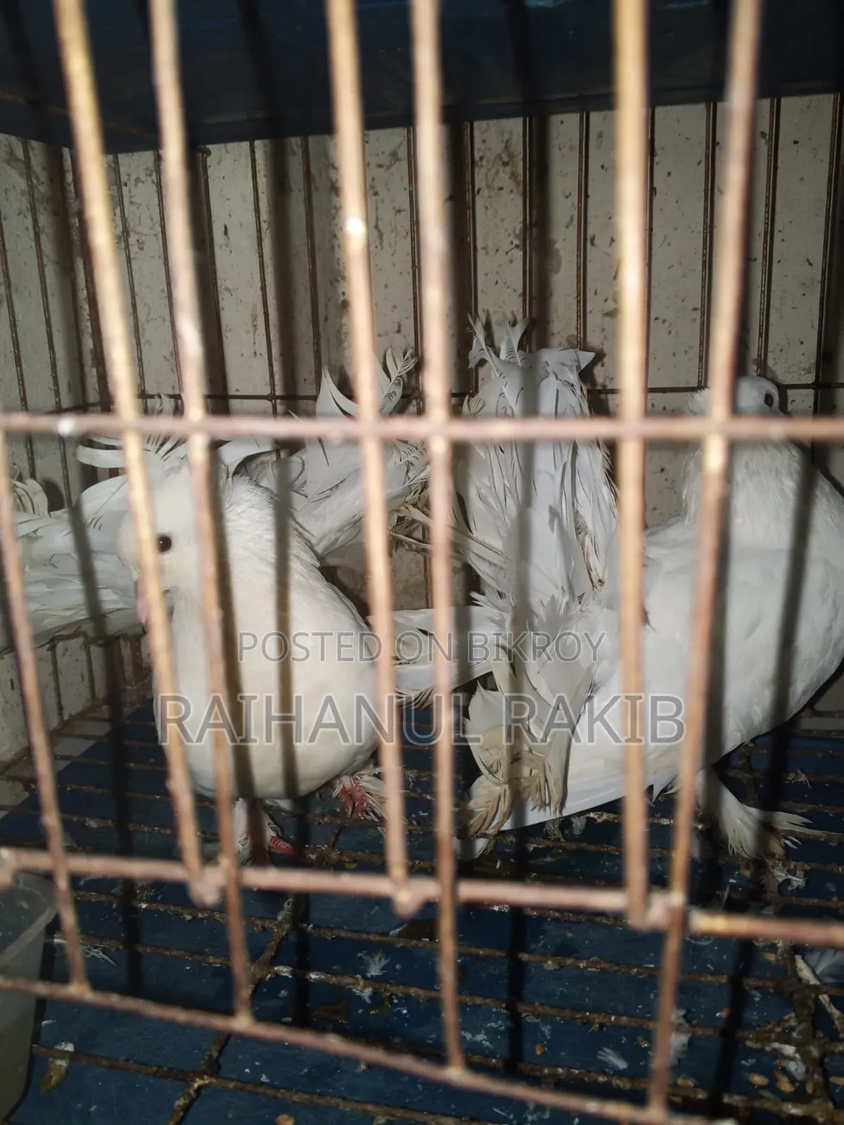 Lakhha Pigeons for Sale