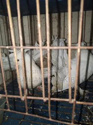 Lakhha Pigeons for Sale
