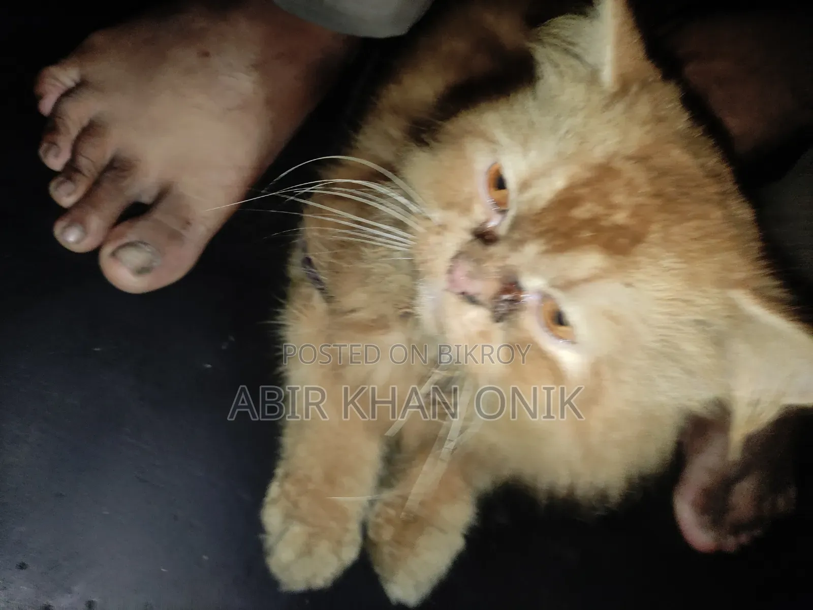 ৬-১২ মাসের মেল পিওরব্রেড ব্রিটিশ শর্টহ্যার