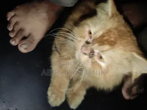 ৬-১২ মাসের মেল পিওরব্রেড ব্রিটিশ শর্টহ্যার
