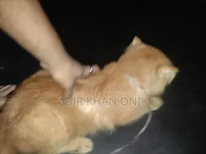 ৬-১২ মাসের মেল পিওরব্রেড ব্রিটিশ শর্টহ্যার