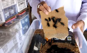 সুপার ওয়ার্ম / বিটল পোকার লার্ভা