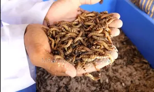 সুপার ওয়ার্ম / বিটল পোকার লার্ভা