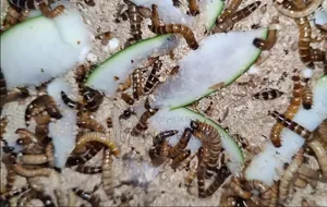 সুপার ওয়ার্ম / বিটল পোকার লার্ভা