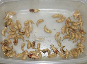সুপার ওয়ার্ম / বিটল পোকার লার্ভা