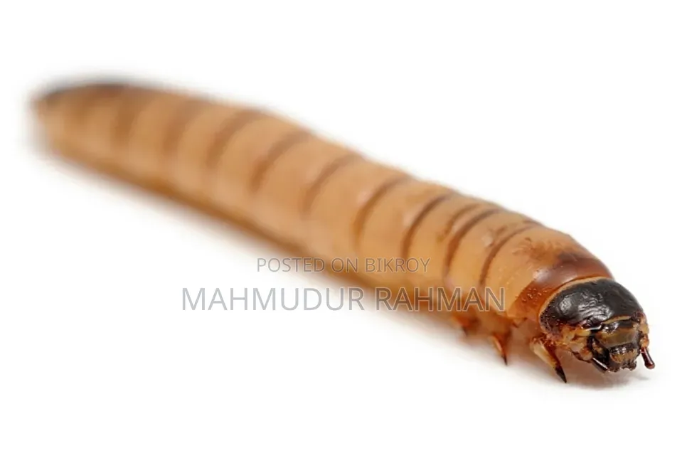 সুপার ওয়ার্ম / বিটল পোকার লার্ভা