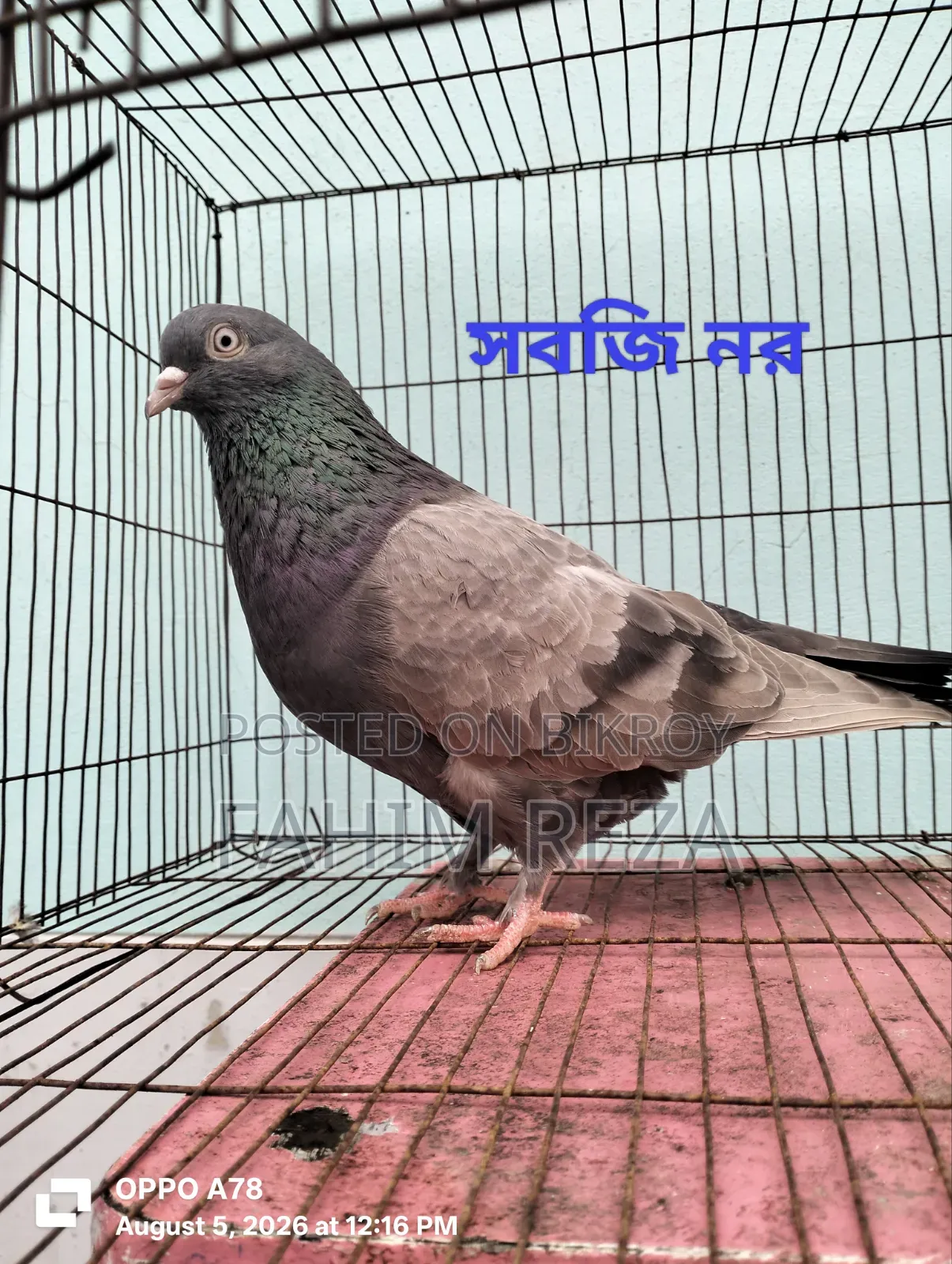 Pigeon for sale