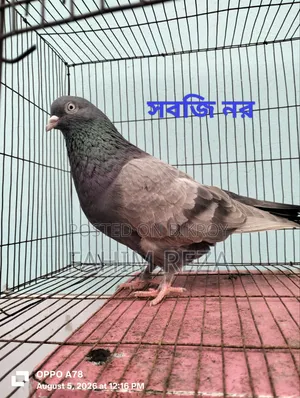 Pigeon for sale