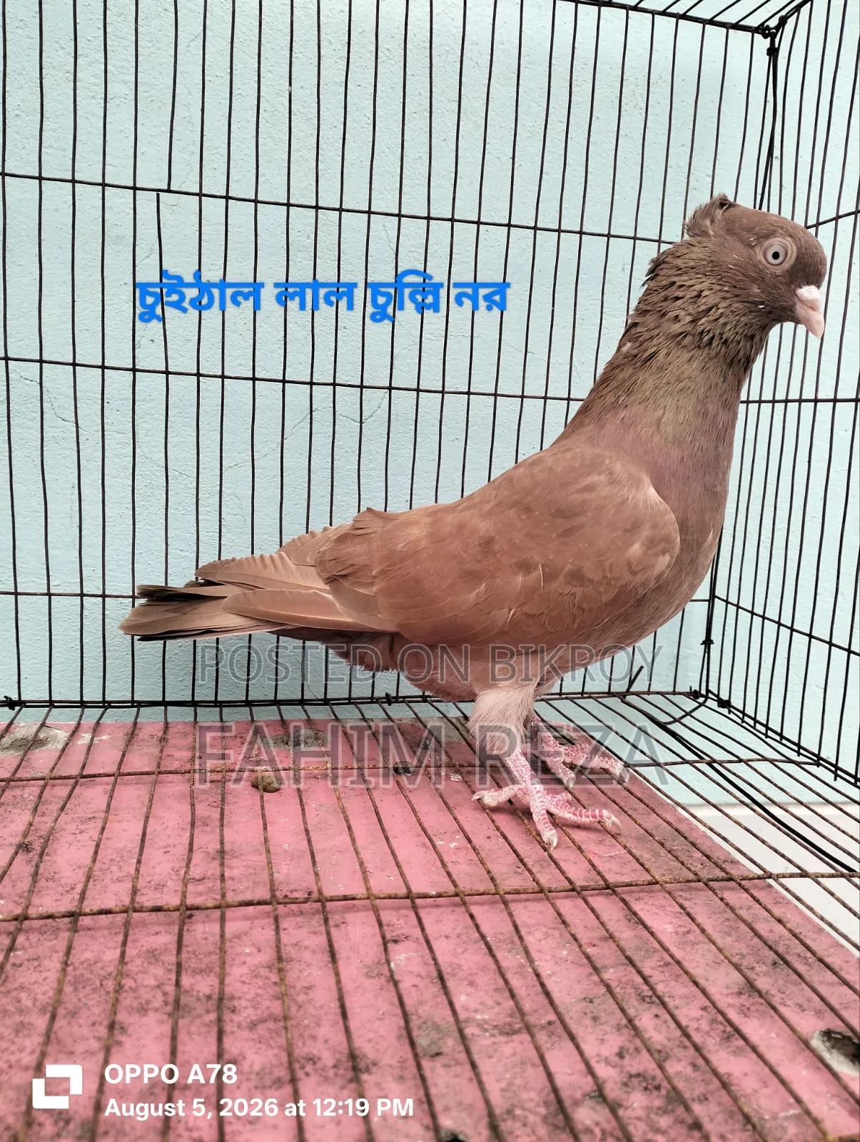 Pigeon for sale