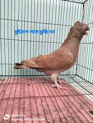 Pigeon for sale