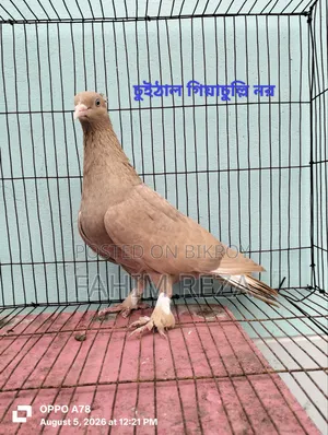 Pigeon for sale