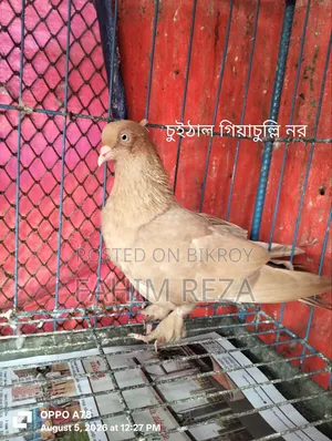 Pigeon for sale