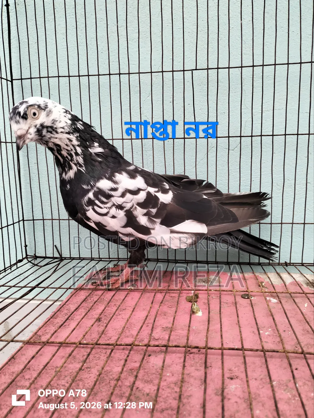 Pigeon for sale