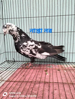 Pigeon for sale
