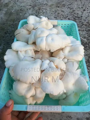 Mushtoom (Oyster)