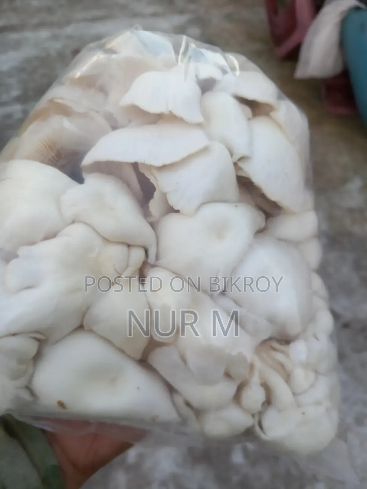 Mushtoom (Oyster)