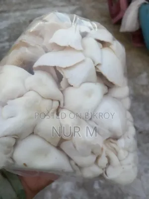 Mushtoom (Oyster)