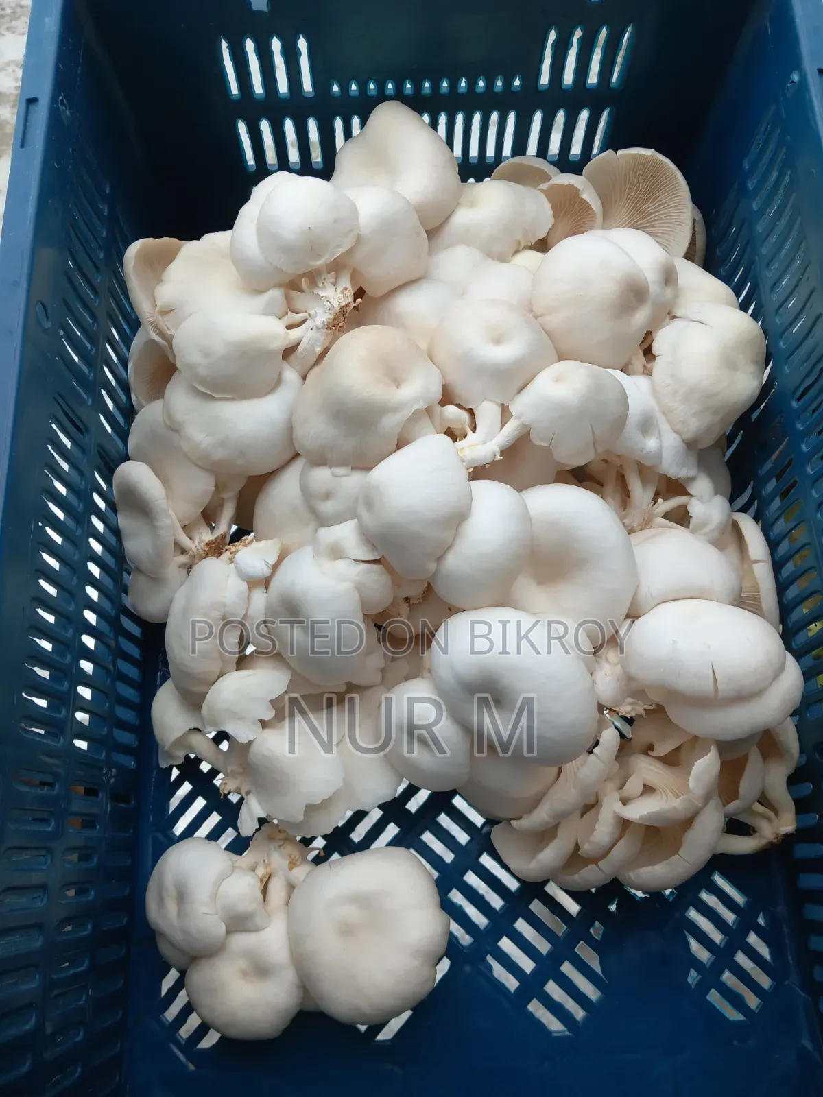 Mushtoom (Oyster)