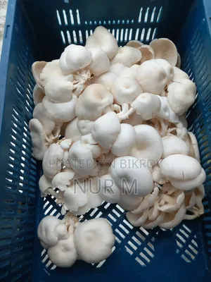 Mushtoom (Oyster)