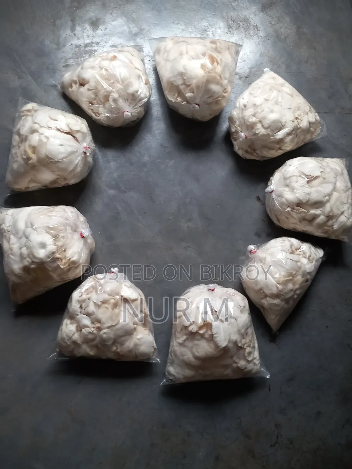 Mushtoom (Oyster)