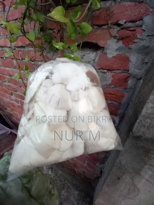 Mushtoom (Oyster)