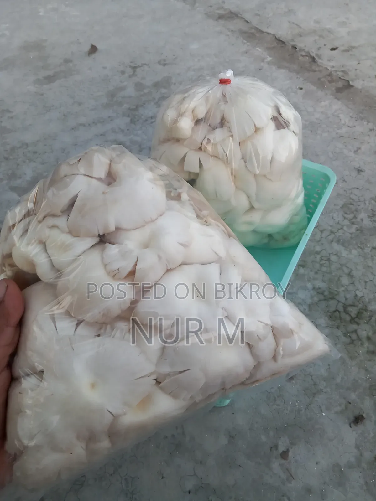 Mushtoom (Oyster)