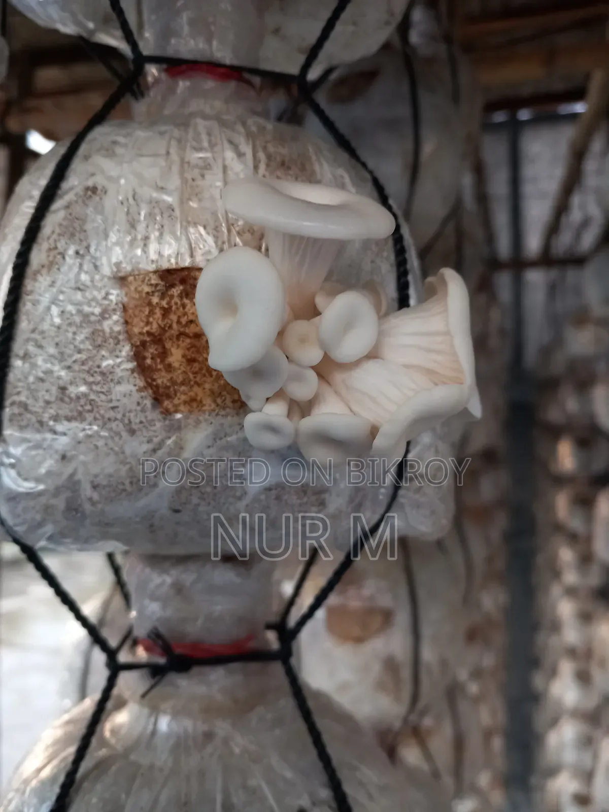 Mushtoom (Oyster)