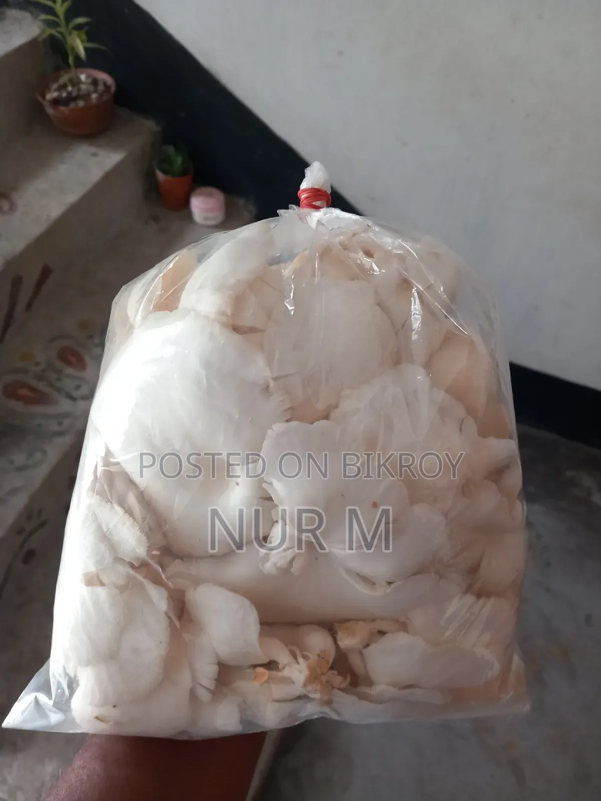 Mushtoom (Oyster)