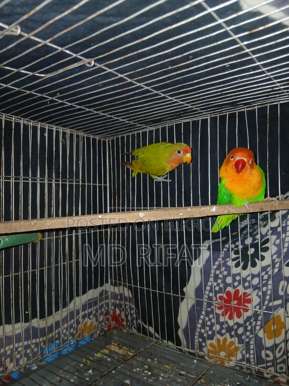 লাভ বাট পাখি