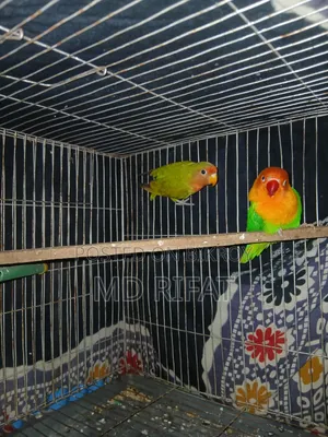লাভ বাট পাখি