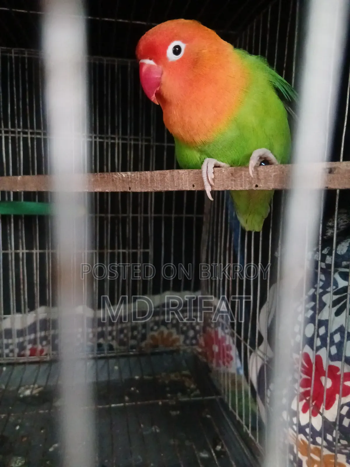 লাভ বাট পাখি