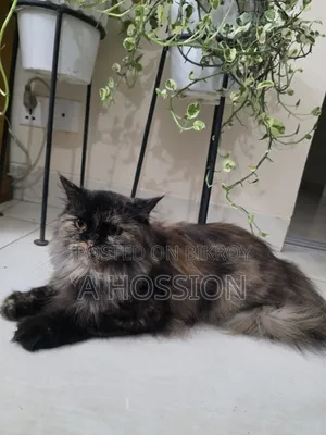 ১+ বছরের ফিমেল পিওর পার্শিয়ান