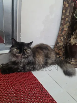 ১+ বছরের ফিমেল পিওর পার্শিয়ান