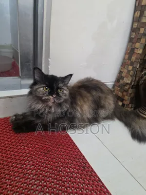 ১+ বছরের ফিমেল পিওর পার্শিয়ান