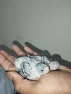 টেম বাজিগার বেবি