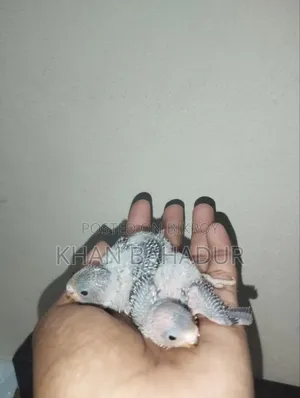 টেম বাজিগার বেবি