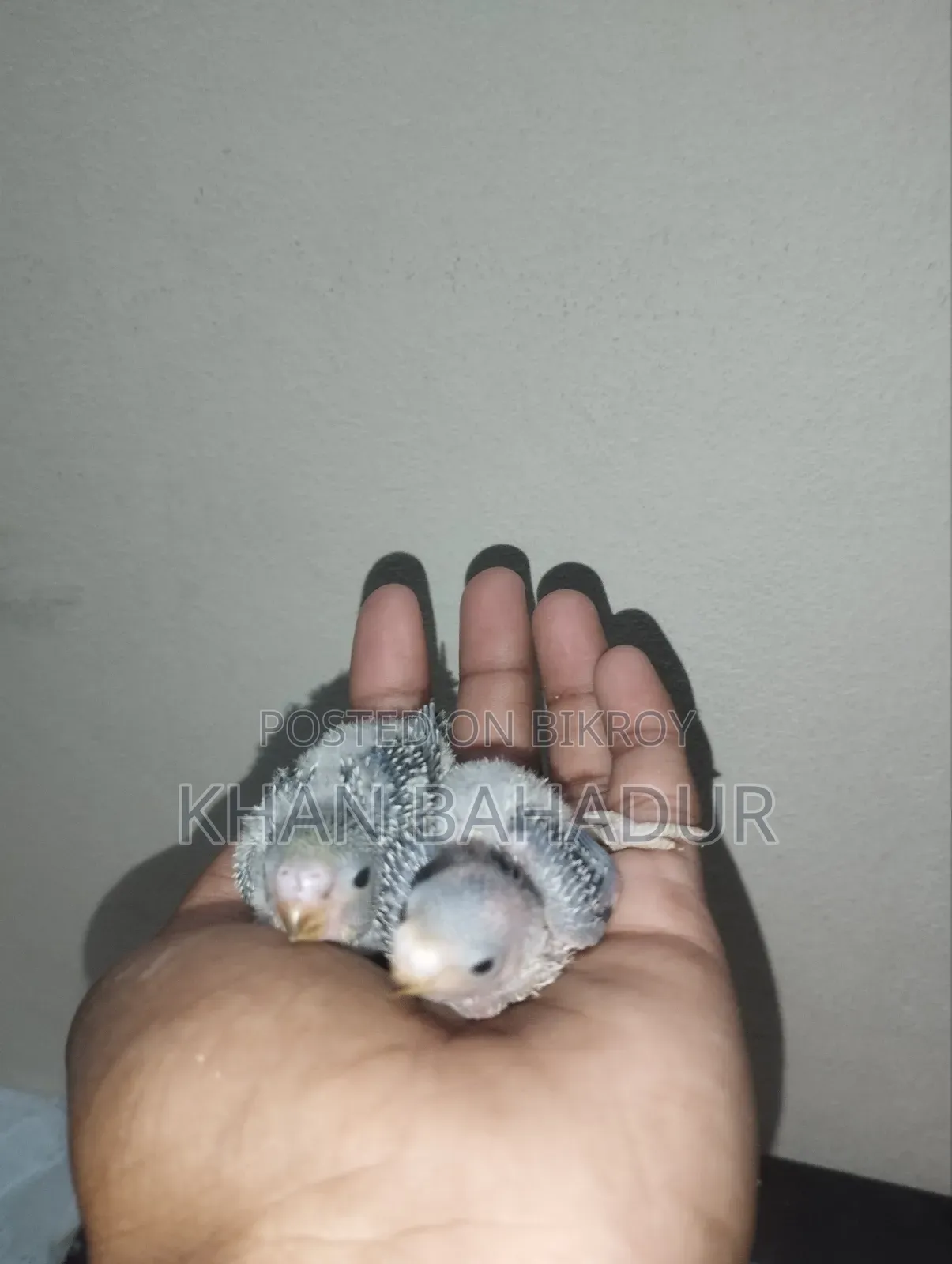 টেম বাজিগার বেবি