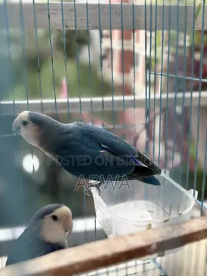 পিক ফেস স্প্লিট ভায়োলেট