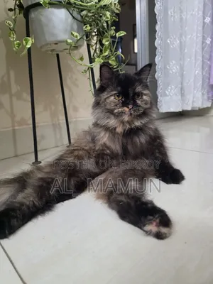 ১+ বছরের ফিমেল পিওর পার্শিয়ান বিড়াল