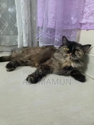 ১+ বছরের ফিমেল পিওর পার্শিয়ান বিড়াল