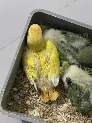 Love Bird Baby