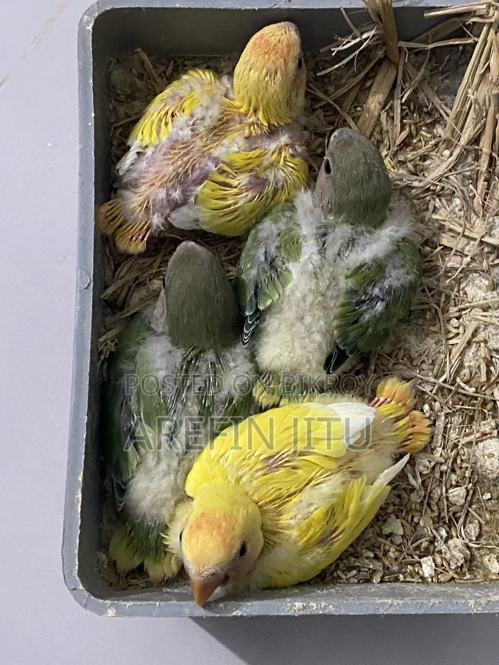 Love Bird Baby