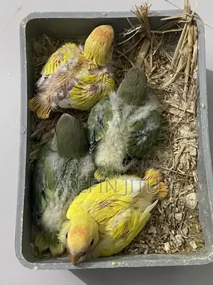 Love Bird Baby