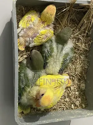 Love Bird Baby
