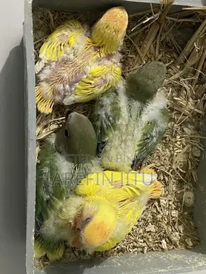 Love Bird Baby