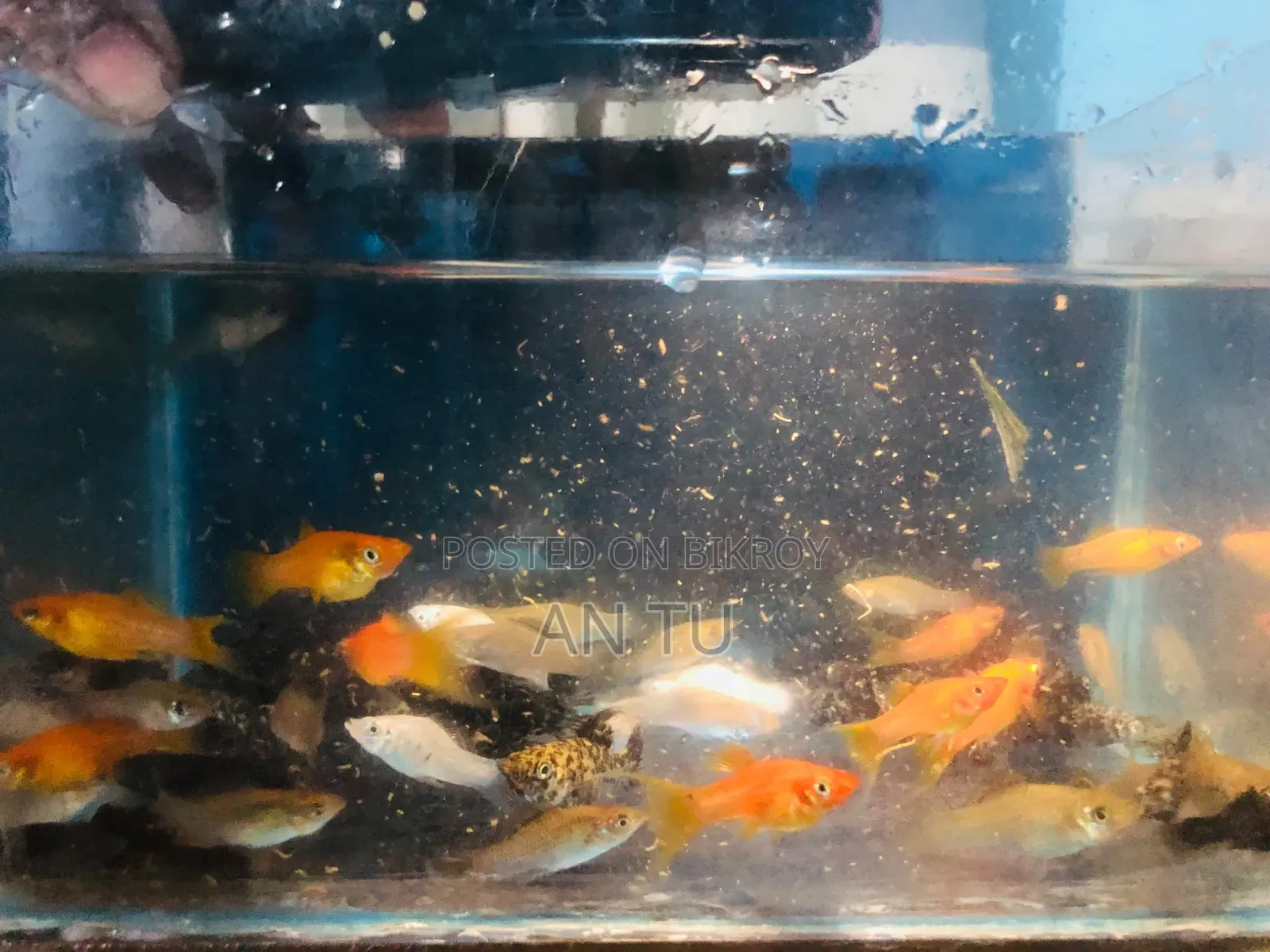 Mixed Molly Fish